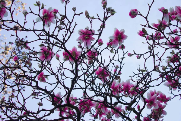 Magnolia Kwitnie Magnolia Kwiaty Pod Niebem Kontekst — Zdjęcie stockowe