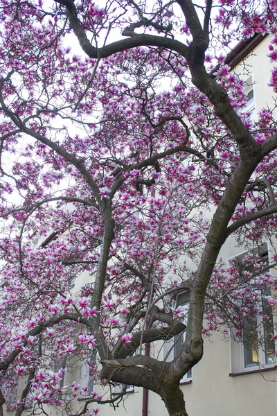 Magnolia Fleurit Magnolia Fleurit Contre Ciel Contexte — Photo
