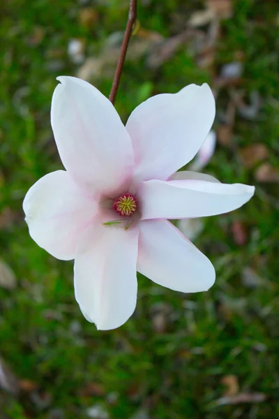 Magnolia Blooms Magnolia Flowers Sky Background — Stock Photo, Image