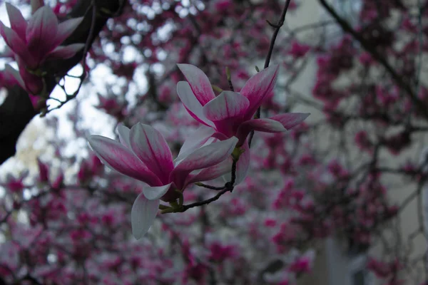 Magnolia Fleurit Magnolia Fleurit Contre Ciel Contexte — Photo