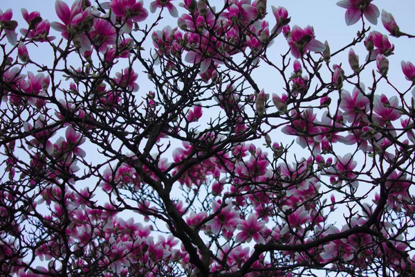 Magnolia Fiorisce Magnolia Fiori Contro Cielo Contesto — Foto Stock