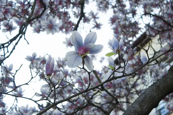 Magnolia Fleurit Magnolia Fleurit Contre Ciel Contexte — Photo