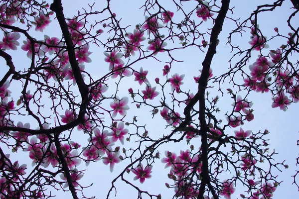 Magnolia Florece Magnolia Florece Contra Cielo Contexto —  Fotos de Stock