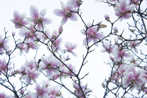 Magnolia Fleurit Magnolia Fleurit Contre Ciel Contexte — Photo