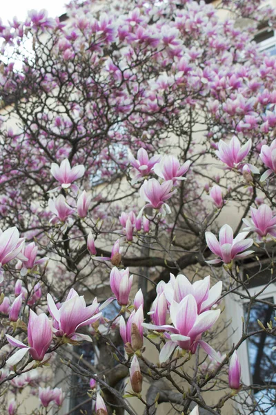 Magnolia Fleurit Magnolia Fleurit Sur Fond Une Belle Maison Contexte — Photo