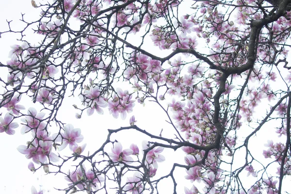 Magnolia çiçek açar, manolya çiçekleri gökyüzüne karşı. Arkaplan.
