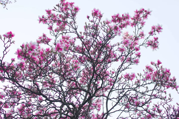Magnolia Çiçek Açar Manolya Çiçekleri Gökyüzüne Karşı Arkaplan — Stok fotoğraf