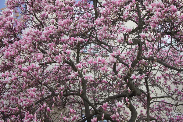 Magnolia Fleurit Magnolia Fleurit Sur Fond Une Belle Maison Contexte — Photo