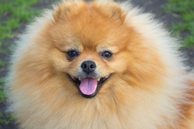 Spitz köpeği. Çok güzel bir köpek. Yumuşak köpek. Sevgi. Arkaplan.