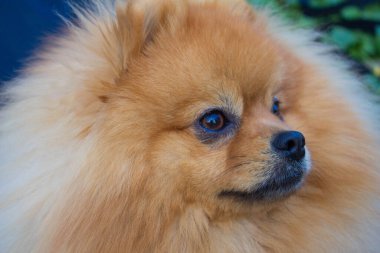 Spitz köpeği. Çok güzel bir köpek. Yumuşak köpek. Sevgi. Arkaplan.