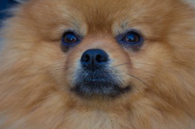 Spitz köpeği. Çok güzel bir köpek. Yumuşak köpek. Sevgi. Arkaplan.