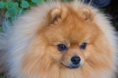 Spitz köpeği. Çok güzel bir köpek. Yumuşak köpek. Sevgi. Arkaplan.