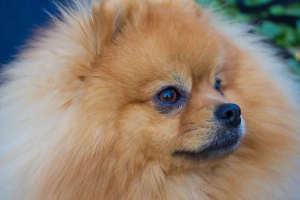 Spitz dog. Very beautiful dog. Fluffy dog. Love. Background.