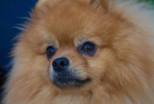 Spitz dog. Very beautiful dog. Fluffy dog. Love. Background.