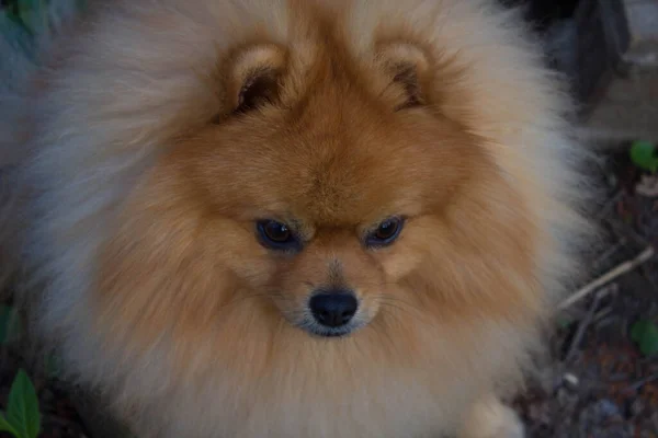 Cão Spitz Cão Muito Bonito Cão Fofo Com Amor Contexto — Fotografia de Stock