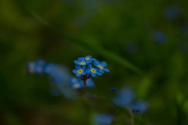 Blue Flowers Field Landscape — Stock Photo, Image
