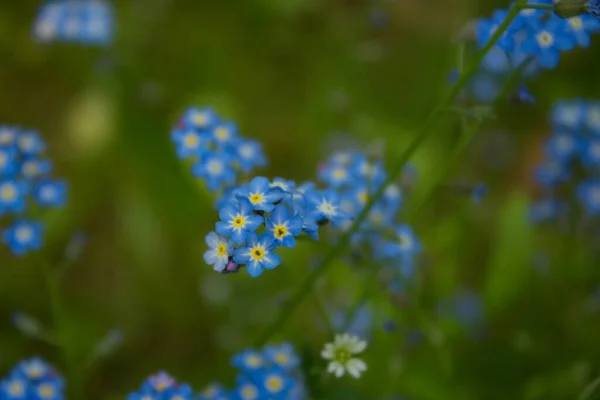 Синие Цветы Поле Пейзаж — стоковое фото