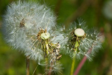 Tarlada karahindiba çiçeği. Arkaplan.