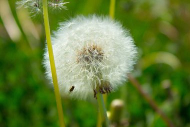 Tarlada karahindiba çiçeği. Arkaplan.
