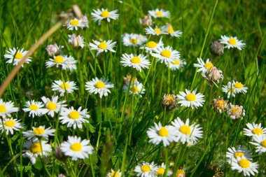 Tarlada papatya çiçeği. Güzel manzara. Geçmişi. Doku.