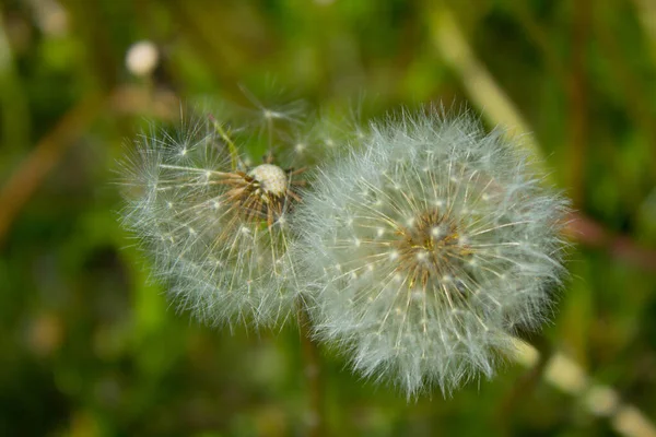 Flor Dente Leão Campo Contexto — Fotografia de Stock