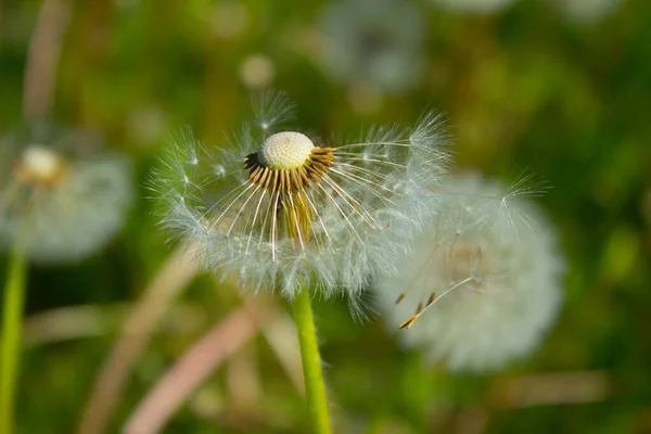 Dente Leone Fiore Sul Campo Contesto — Foto Stock