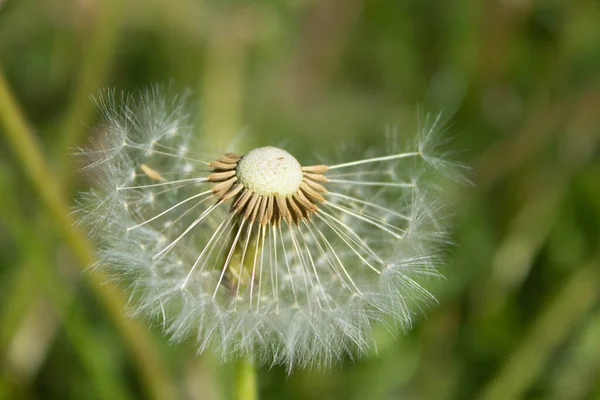 Maskros Blomma Fältet Bakgrund — Stockfoto