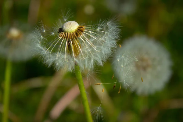 Dente Leone Fiore Sul Campo Contesto — Foto Stock