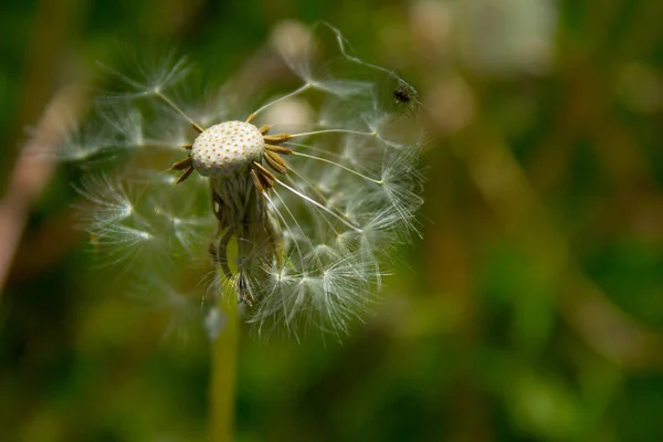 Fleur Pissenlit Sur Champ Contexte — Photo