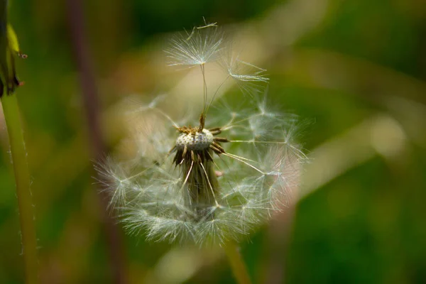 Löwenzahnblüte Auf Dem Feld Hintergrund — Stockfoto