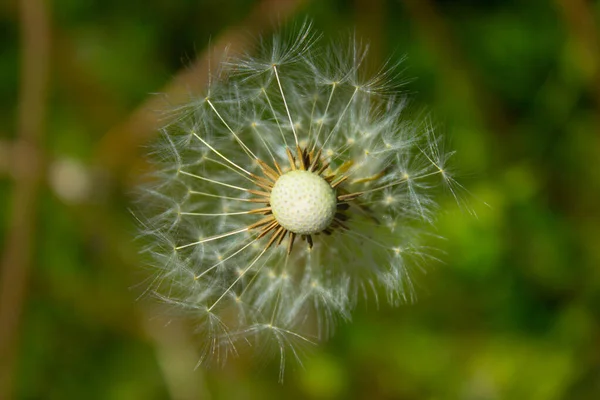 Dandelion Flower Field Background — Stock Photo, Image