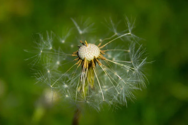 Löwenzahnblüte Auf Dem Feld Hintergrund — Stockfoto