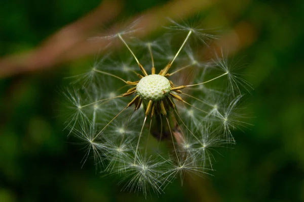 Квітка Кульбаби Полі Тло — стокове фото