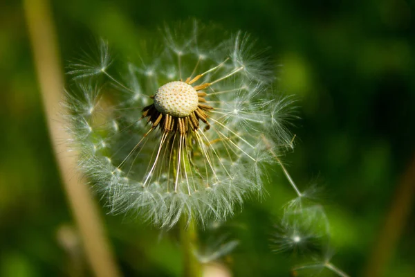 Löwenzahnblüte Auf Dem Feld Hintergrund — Stockfoto