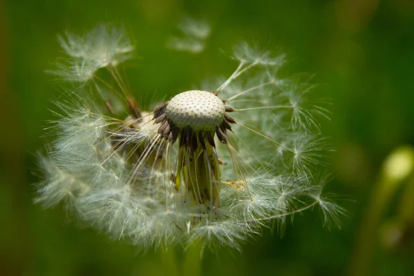 畑にタンポポの花 — ストック写真