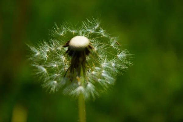 Квітка Кульбаби Полі Тло — стокове фото