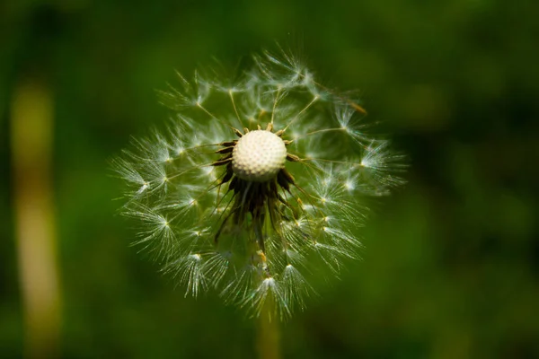 Dente Leone Fiore Sul Campo Contesto — Foto Stock