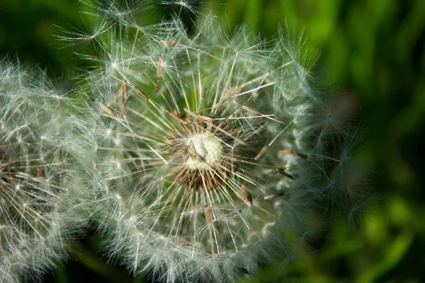 Flor Dente Leão Campo Contexto — Fotografia de Stock