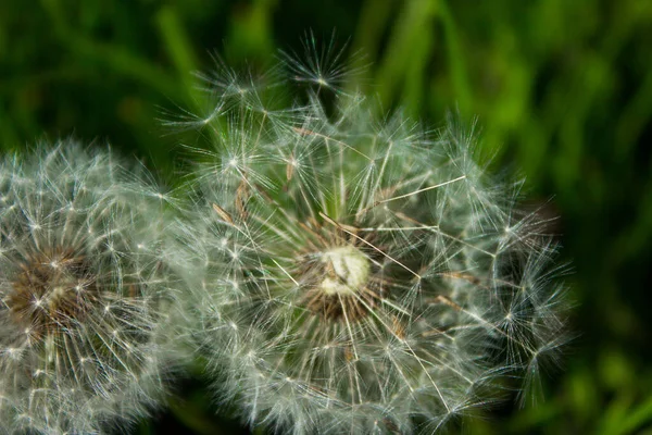 Flor Dente Leão Campo Contexto — Fotografia de Stock