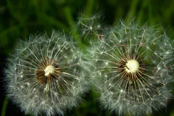 Paardenbloem Het Veld Achtergrond — Stockfoto