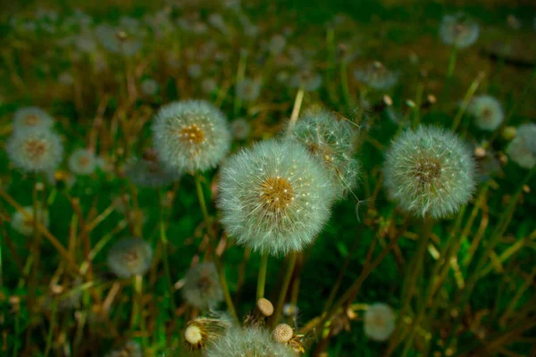 Dandelion Flower Field Background — Stock Photo, Image