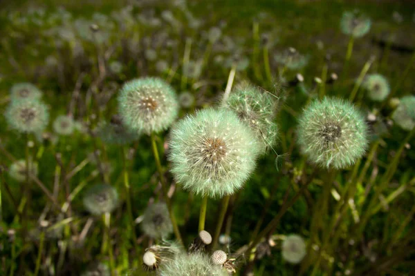 Dandelion Flower Field Background — Stock Photo, Image