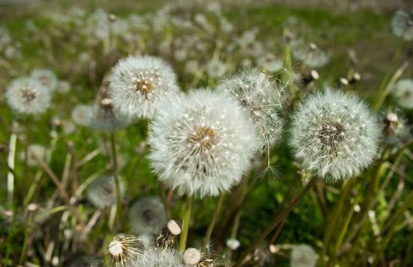 Löwenzahnblüte Auf Dem Feld Hintergrund — Stockfoto