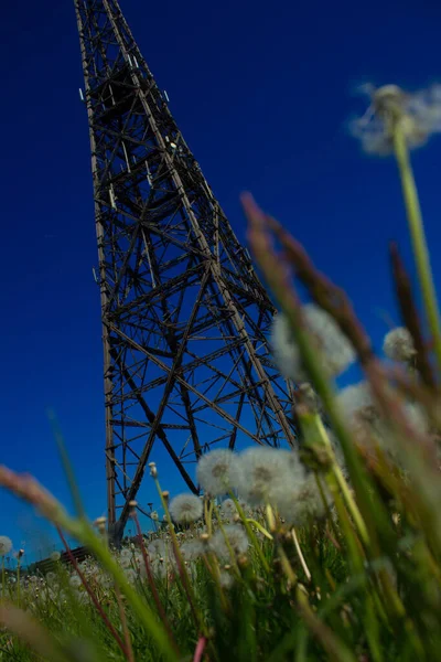 Maskrosor Mot Himlen Maskrosor Bakgrunden Tornet Vackert Landskap Bakgrund Konsistens — Stockfoto