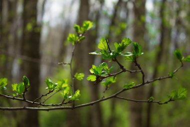 Baharda taze yapraklar ve çalılar. Bahar manzarası. Geçmişi. Doku.