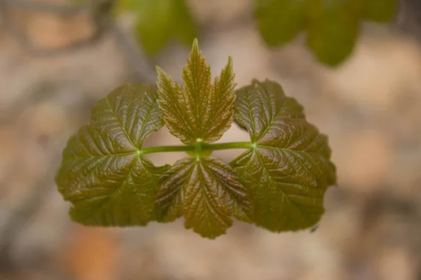 Young Leaves Bushes Spring Spring Landscape Background Texture — Stock fotografie