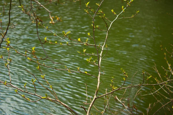 Junge Blätter Und Sträucher Frühling Frühlingslandschaft Hintergrund Textur — Stockfoto