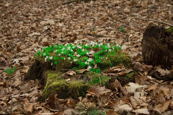 Flowers Old Stump Forest — Stockfoto