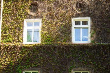 Güzel ev. Sarmaşıklı ev. Güzel pencere..