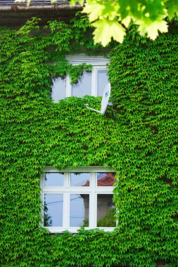 Güzel ev. Sarmaşıklı ev. Güzel pencere..